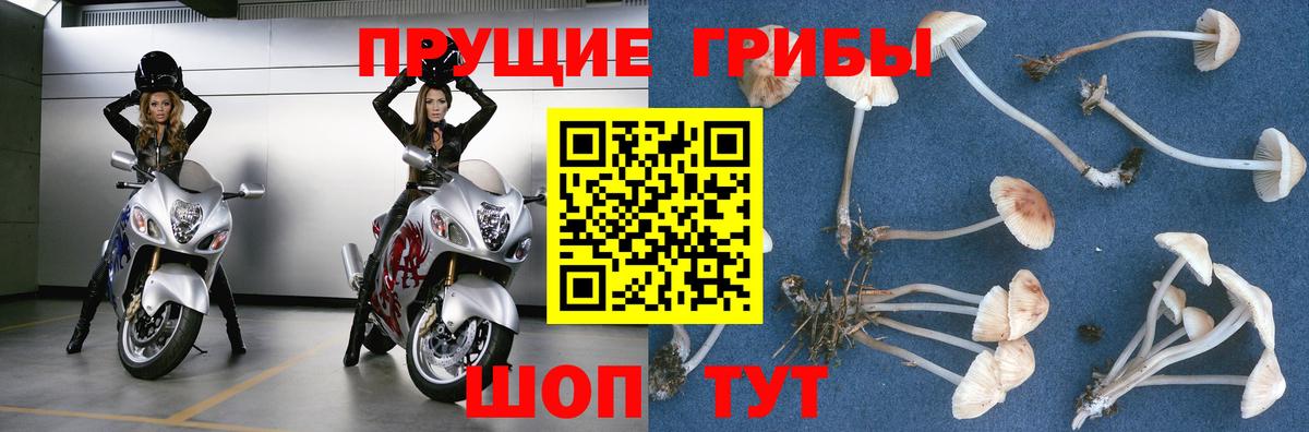 Псилоцибиновые грибы Psilocybe  Вход с VPN  Фурманов 